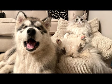 Boss Cat Teaches New Puppy Who's Really In Charge! (Poor Teddy!!)