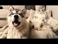 Boss Cat Teaches New Puppy Who's Really In Charge! (Poor Teddy!!)