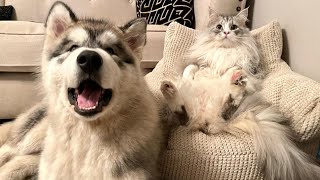 Boss Cat Teaches New Puppy Who's Really In Charge! (Poor Teddy!!)