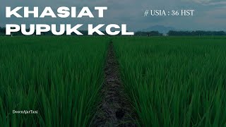 Download Lagu 37 HST — Saya Beri Pupuk KCl + ZA! Ini Pengaruhnya ke Tanaman Padi 🔥” MP3