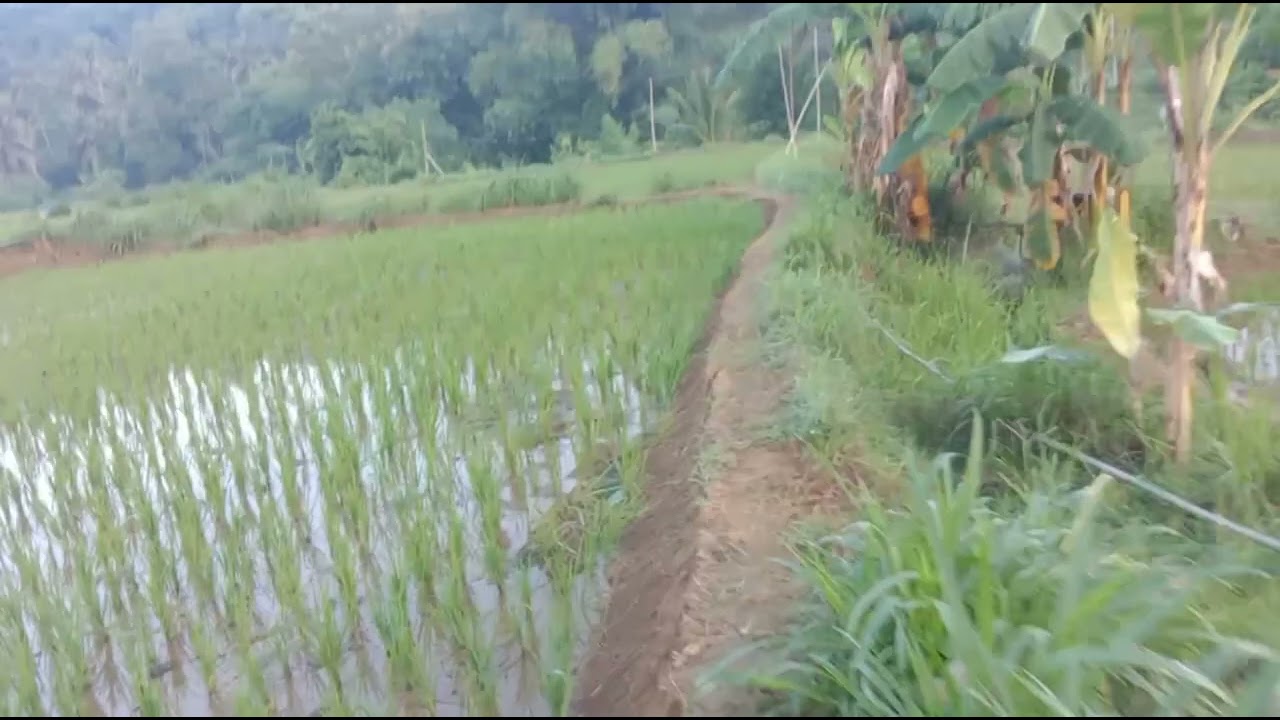 Lahan ini sebelum tanam melon auto jadi limpahan padi yang cukup besar