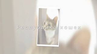 Республика кошек в Санкт-Петербурге Республика кошек в Санкт-Петербурге
