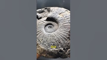 Fossil Finds From Whitby #5   So many fossils in this rock! #whitby #ammonite #shorts #fossilhunting