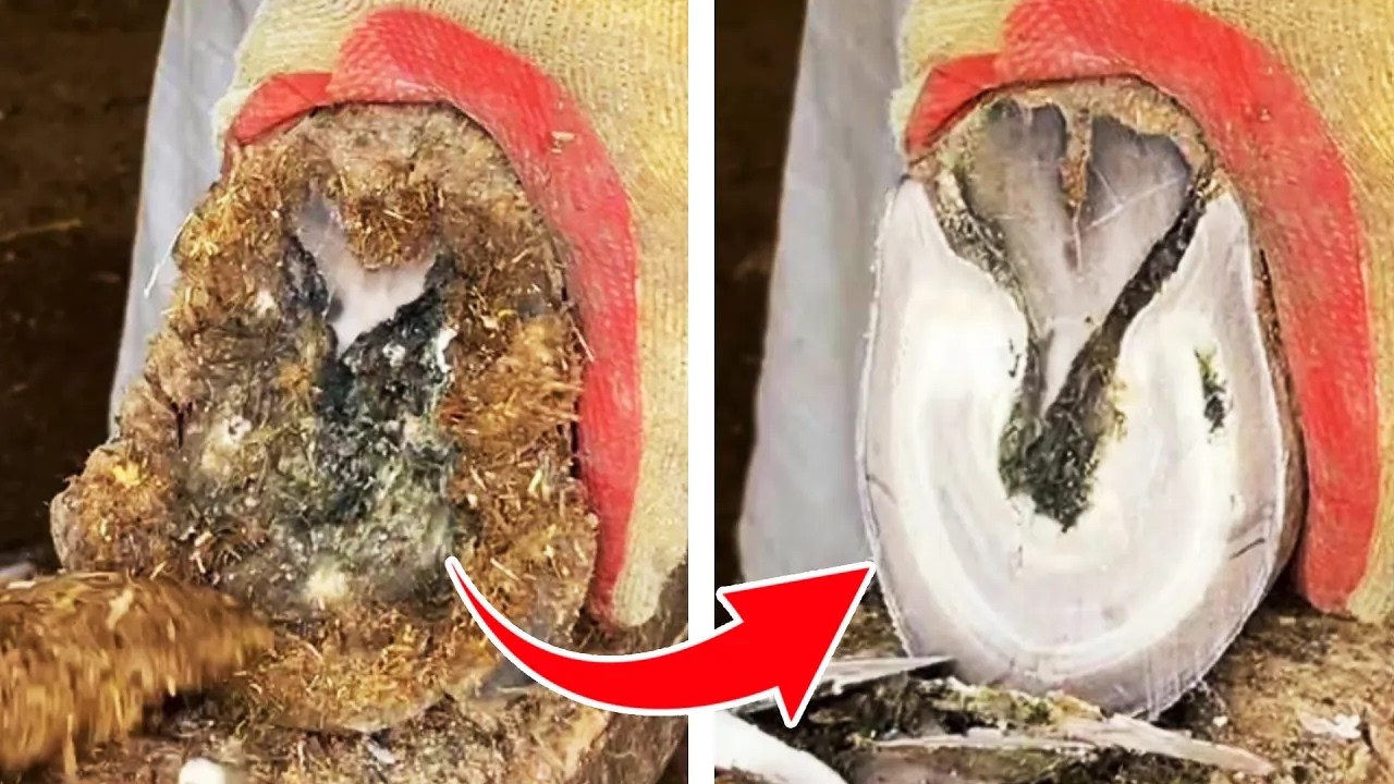 Master repairing donkey hooves is easy to watch.