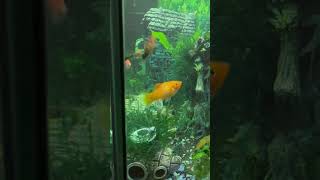 #frenchbulldog #рыбки #рыбкидляаквариума #fishingvideo #fishinglife