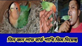 তিন জোড়া লাভ বার্ড পাখি ডিম দিয়েছে🦜 🥚🥚| Love Bird Pakhi Egg | Pakhi Dim Diye Che #birds #parrot