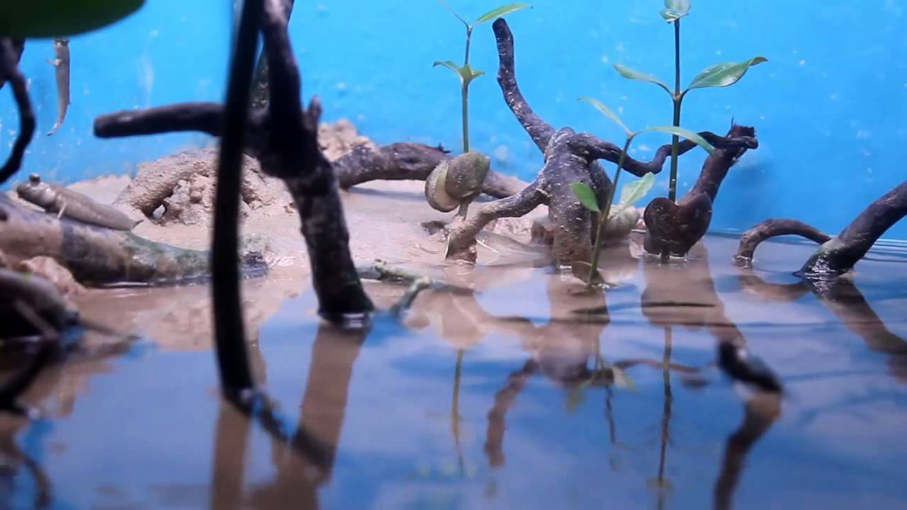 Brackish aquarium (F8 Puffers and muddskippers.)