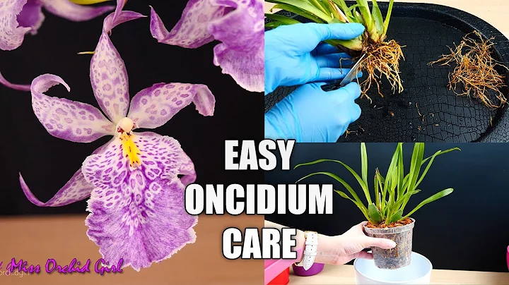 How to Care for Oncidium Orchids - Watering, Repotting, Reblooming & more! Orchid Care for Beginners - DayDayNews