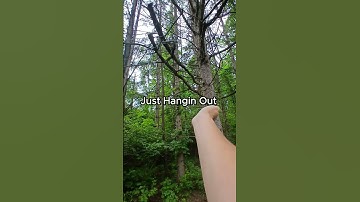 Hangin Out With a Nuthatch #handfeeding #wildlife #nuthatch