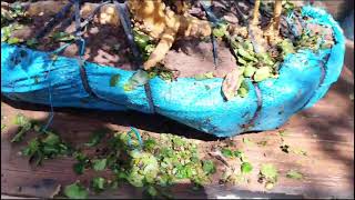(Đx))4M864 Streblus asper forest cluster 550k Contact 0707713796 Khuong bonsai