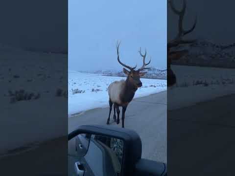 Angry bull elk pops tire with his horns