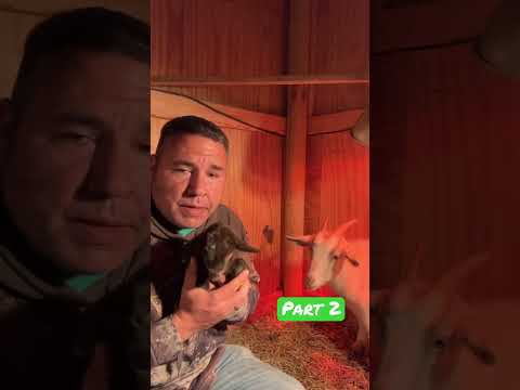 New Baby Goat Having Problems Breathing Part 2 Farm Family Farmlife Baby Goat Animal