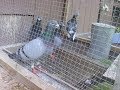 racing pigeons fly for three and four hours