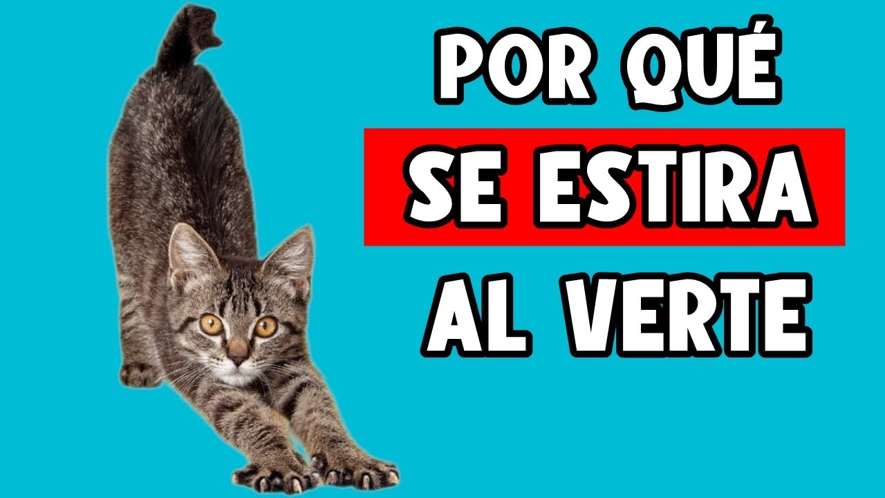 POR QUÉ TU GATO SE ESTIRA CUANDO TE VE 🔥