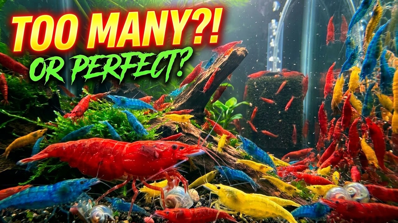 Shrimp Overload:  How Many Is Too Many?