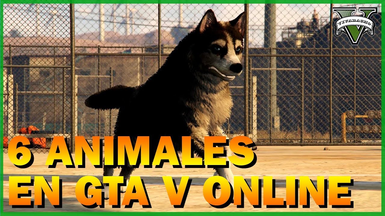6 animales que puedes encontrar en GTA V Online - YouTube
