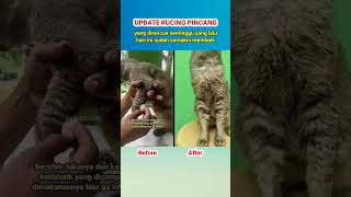 Update Kucing Sedih Kakinya Pincang Sudah Semakin Membaik #shorts #cats #rescue