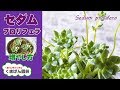 多肉植物・セダム・プロリフェラの増やし方【くまパン園芸】