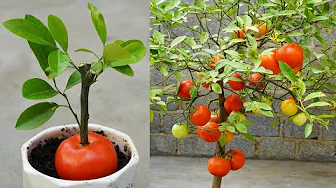 Unlock the Secrets Growing Tomatoes and Lemons Made Easy