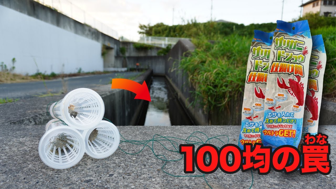 100均の罠を3つ用水路に沈めたらすごい結果に…