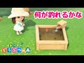 【あつ森】やっぱり釣りが楽しい！【あつまれどうぶつの森】