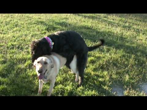 labradoodle mating