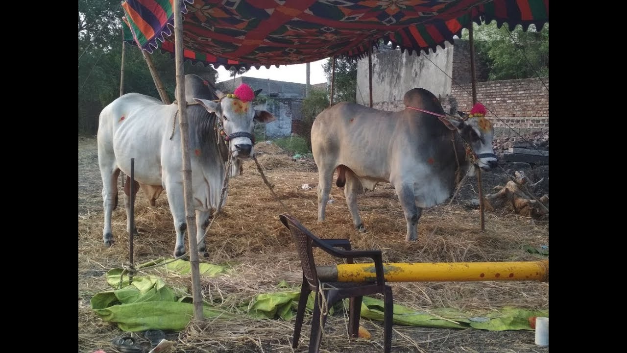 2018 Tenali Ongole bull race-(న్యూ కేటగిరీ)మొవ్వ సుబ్బారావు గారు, వరాహపురం,-3964.1 feet
