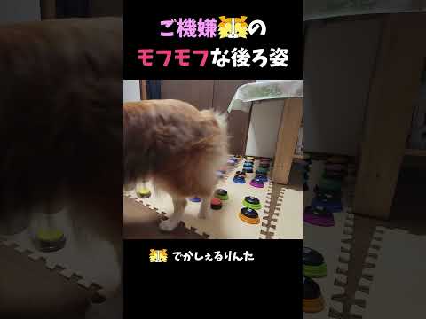 ご機嫌シェルティのモフモフな後ろ姿【会話ボタンでしゃべる犬】  #shorts #犬