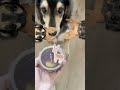 ツノ生えたwww【しかのこのこのここしたんたん】