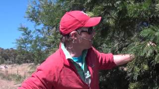 20150324 Revisiting OctoberFest 2011 site P3, pioneer plants & ground cover
