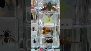 Watch as we showcase our collection of Real Insect Specimens encased in acrylic at Hugmie! Wealth
