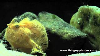 Striated Frogfish Feeding