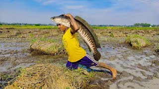 😲Top Hand Fishing Techniques In Village | Expert Techniques for Fishing in Murky Waters