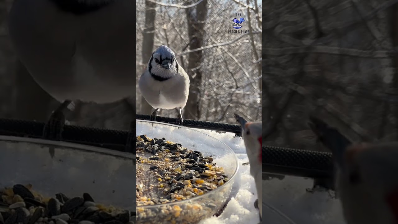 Peaceful perch moments from this morning 🌿 