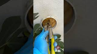 This Hidden Pest Control System Is Built Into Some Homes 👀