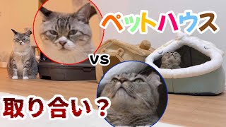 新しいペットハウス争奪戦!?先に入った猫と順番待ちする猫が可愛すぎた
