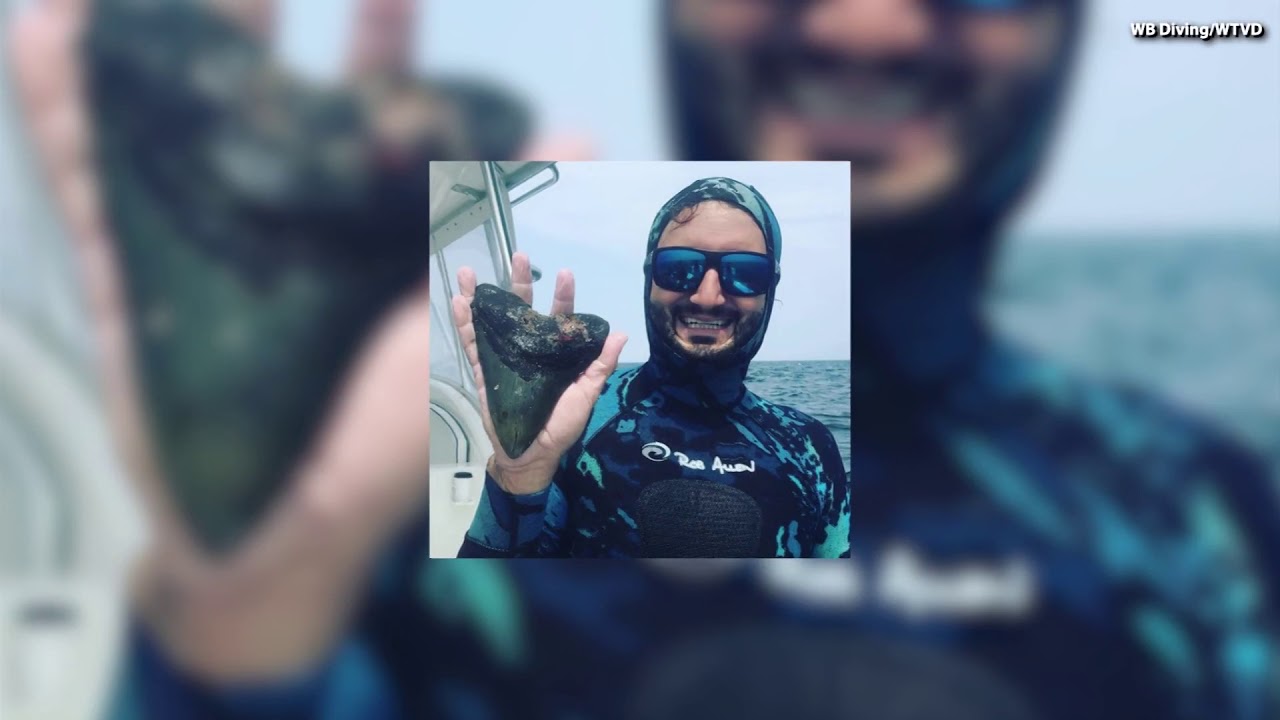 sharknado 5 Massive Prehistoric Megalodon Shark Teeth Found Along Carolina Coast