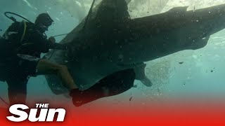 Para penyelam pemberani menyelamatkan hiu paus yang terperangkap di perairan Indonesia.