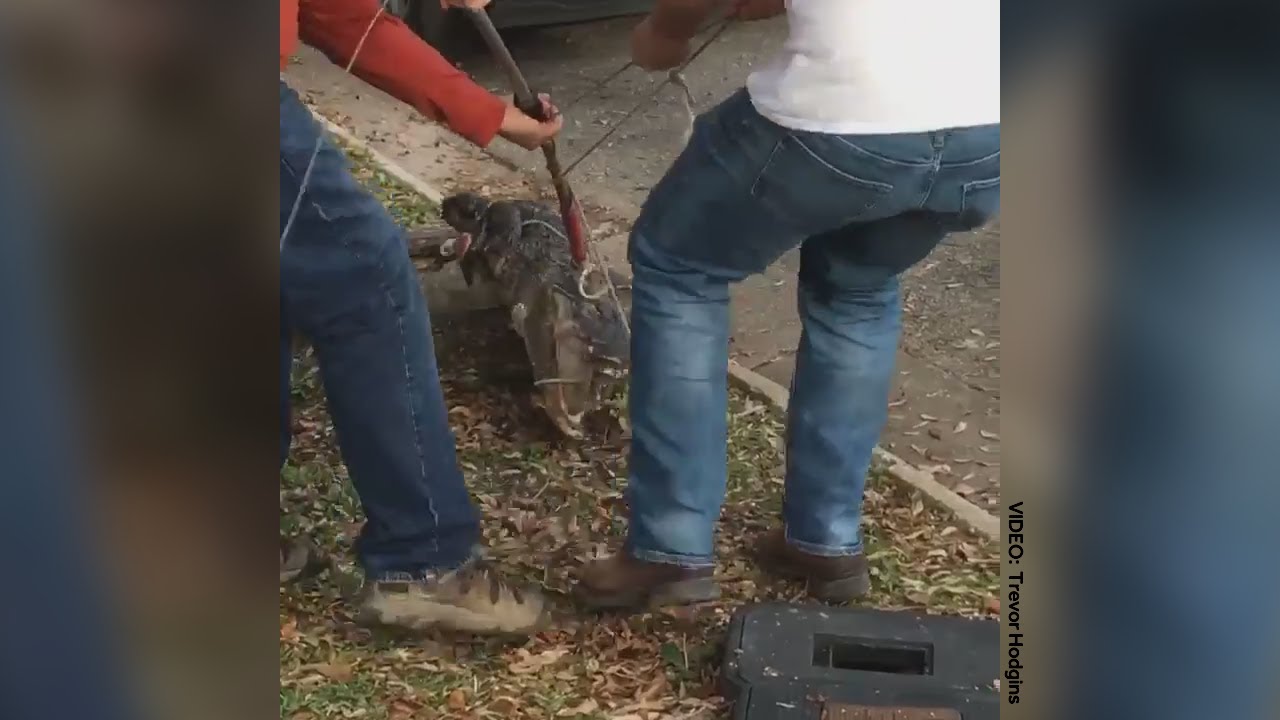 VIDEO: Gator plucked from storm drain in Mississippi