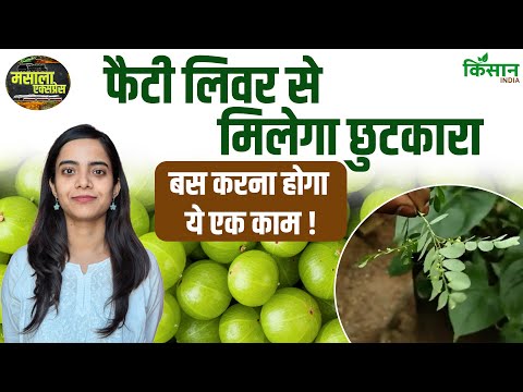 Fatty Liver से छुटकारा दिलाएगा ये छोटा सा पौधा! जानें कैसे #gooseberry  | Masala Express Ep 6