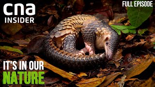 Race To Save Singapore's Wildlife: Just How Biodiverse Are We? | It's In Our Nature | Part 1\/2