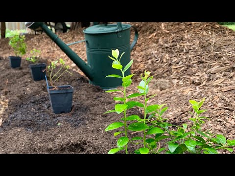 Video: Blueberry Untuk Zona 4: Menanam Blueberry Di Kebun Zona 4