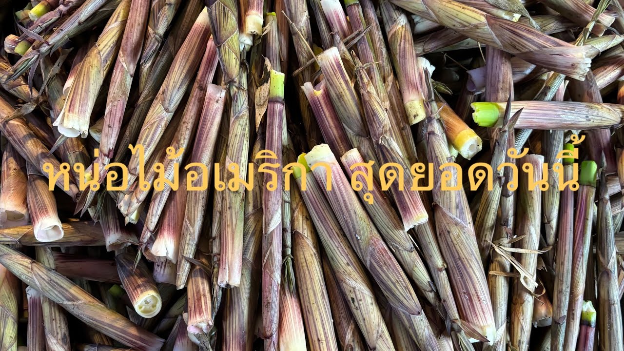 เข้าป่าหาหน่อไม้อเมริกา ปาดพีนอ้งออนๆกำลังแกงแชบๆ เข้าปา่USA picking bamboo 5/19/2024