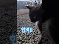 #새끼고양이 #냥이 #귀여운