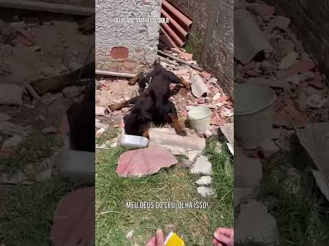 Vídeo: Confiança de cães quer que você dê meias, não cães nesta temporada de férias