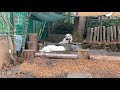 【ルンルンの裏庭】大長編!録画してた事をスッカリ忘れた時の動画