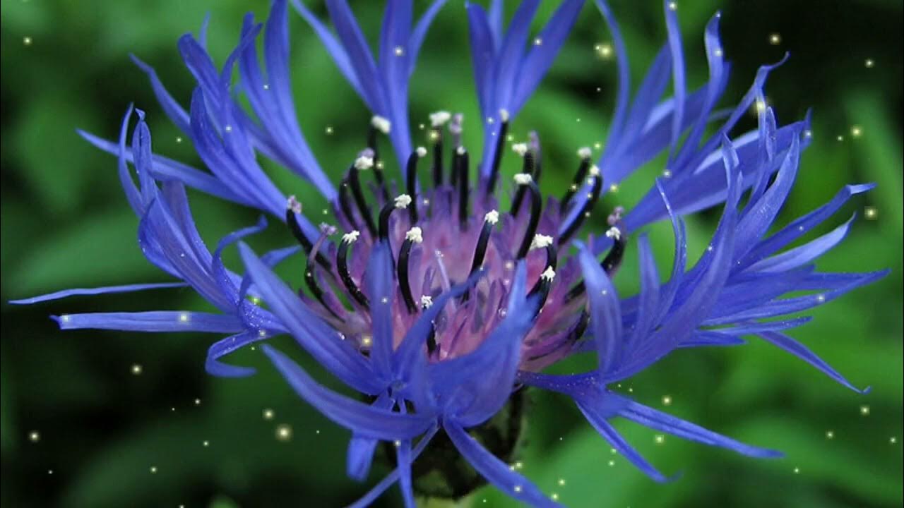 василька 9. василек гребенчатый. василёк ложнофригийский. василек карпатский. василька 9.