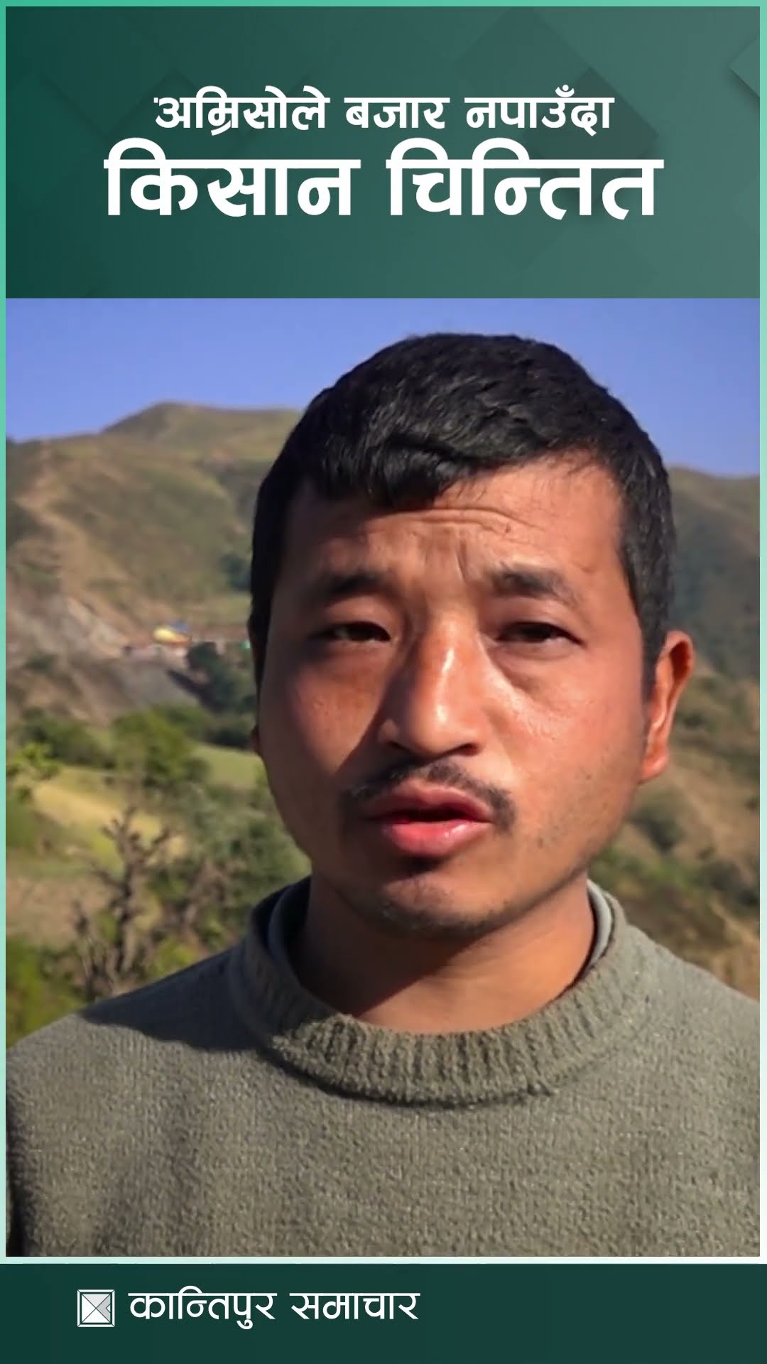 पाल्पामा २ सय ४८ हेक्टर क्षेत्रफलमा अम्रिसो खेती | Kantipur Samachar