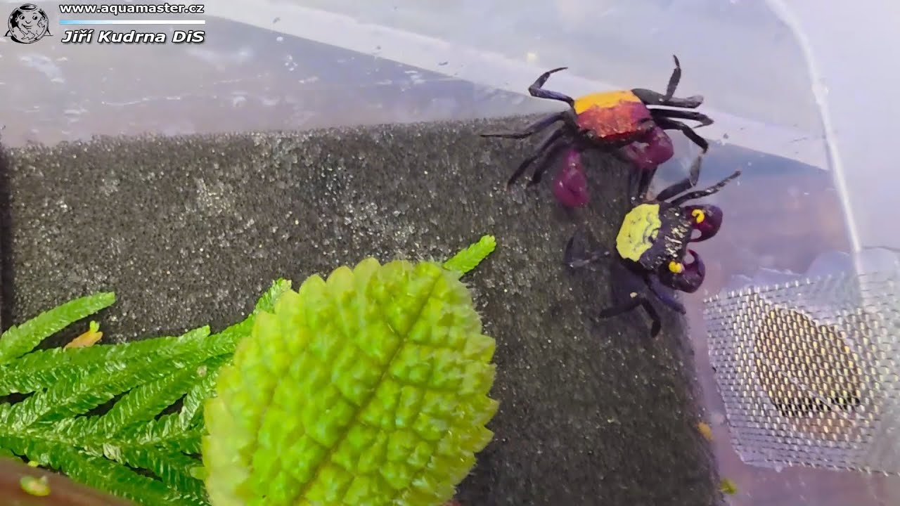 Krabíci geosesarma očima Aquamastra - kudrnáčum