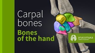 Carpal Bones - Wrist bones (ossa carpi) (Anatomyka app 3D model)